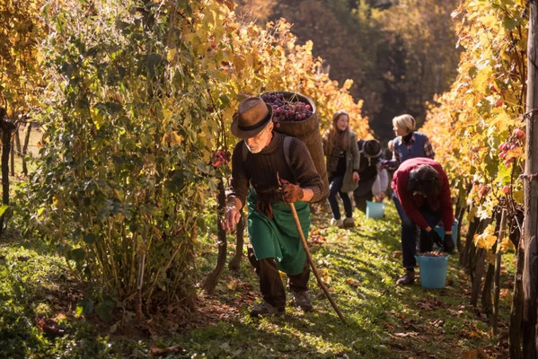 葡萄收获季，来斯洛文尼亚感受丰收的喜悦
