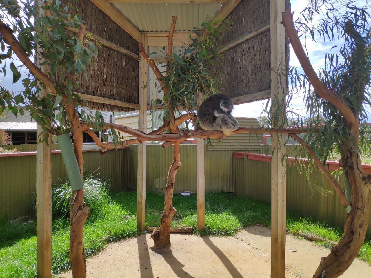 Maru Koala And Animal Park Travel Guidebook Must Visit