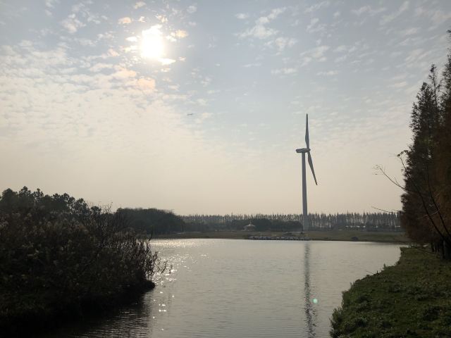 上海滨海森林公园旅行图片 2