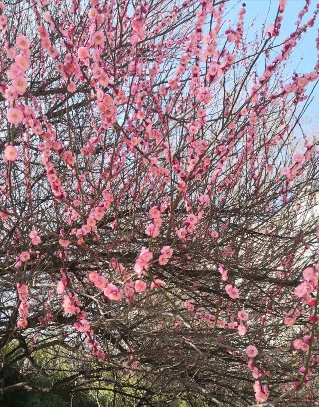 东寺塔茶花园旅行图片 7