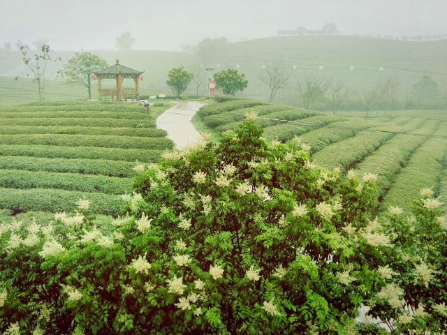 大明山万古茶园旅行图片 1