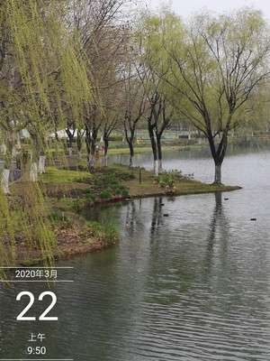 才在岛上赏樱  又来菜田看花