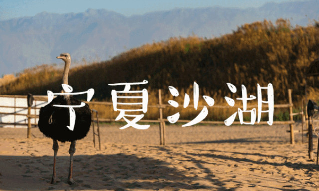 沙与水在这里浑然天成,走进另一种江南——宁夏沙湖