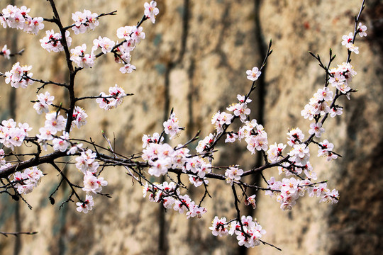 自駕游可以去這裡 北京清涼谷景區4月9日起正式營業啦。