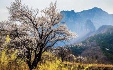 大别山-霍山-滇国剑客