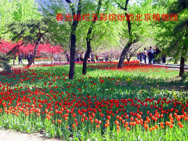 北京旅遊：西山腳下的北京植物園（圖）。