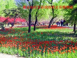 北京旅游：西山脚下的北京植物园（图）