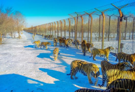 中央大街+索菲亚大教堂+斯大林公园+中华巴洛克+冰雪大世界【私密出行尽享轻奢体验，非传统意义司机兼向导-多为友善的当地人，用对待朋友的方式带你玩遍冰雪之都】