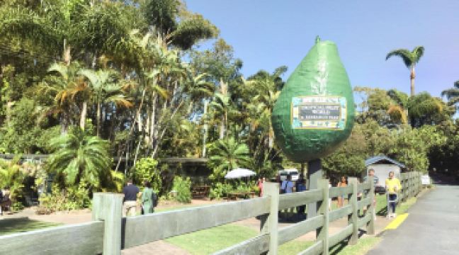 黄金海岸热带水果园