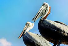 Crane Point Museums & Nature Center景点图片