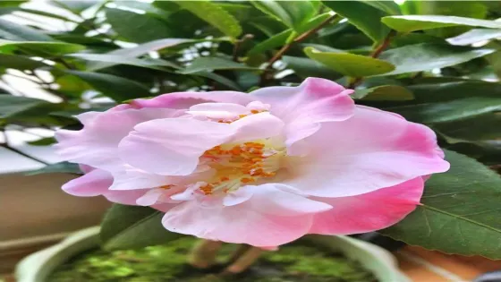 遵義牡丹園