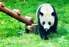 红山森林动物园-南京-赖宝小乖