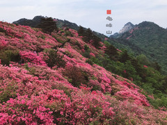 麻城游记图片] 花谢花飞花满天——龟峰山重游记
