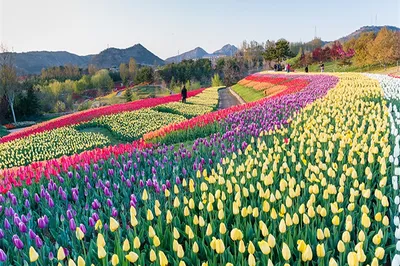 英歌石植物园