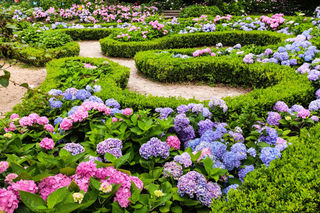 感受八仙花的极致浪漫