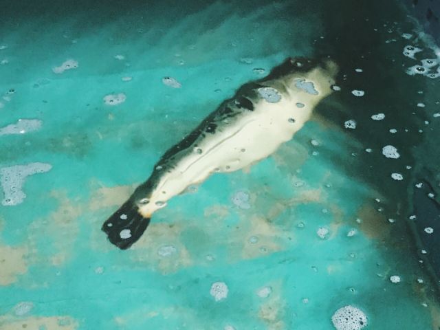 Takoyasu