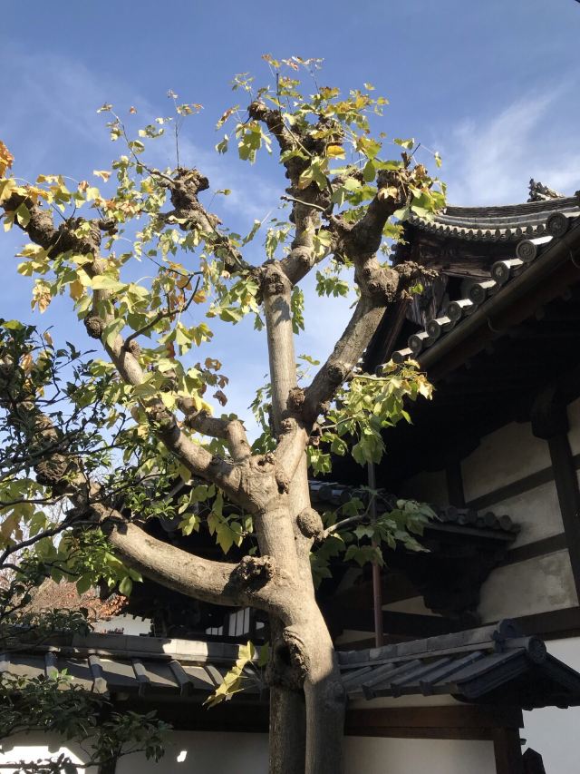 妙法院正门遗迹