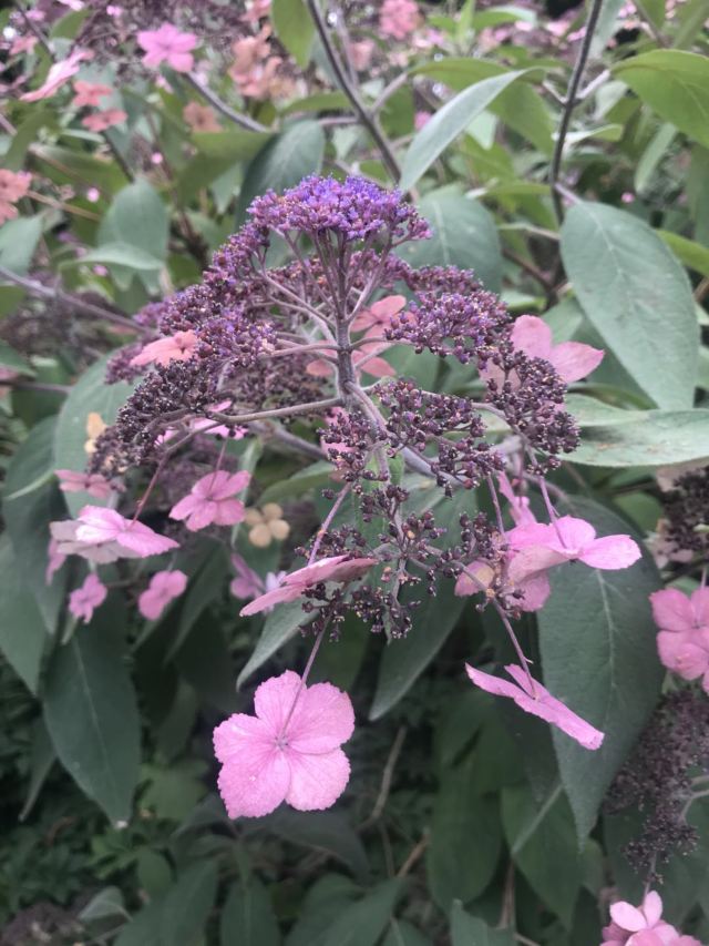 基督城植物園