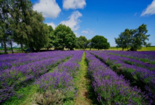 Alpine薰衣草农场景点图片