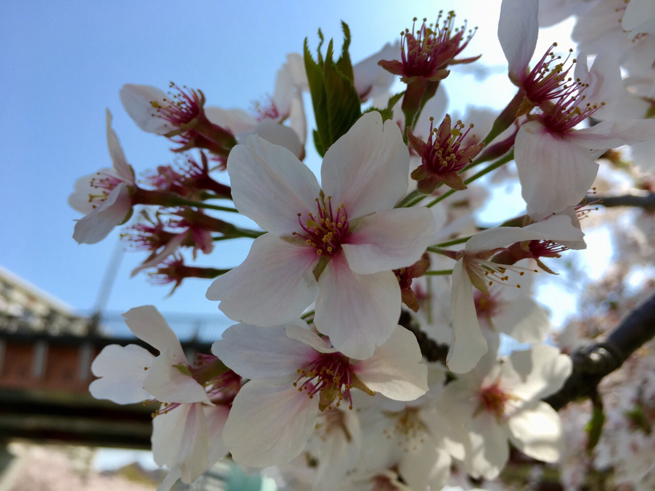 樱花🌸之巅： 红粉白雪竟娇艳，花不自醉人自醉  东京迎来了今年最美妙与灿烂阳光：樱花🌸盛开之时。不愧