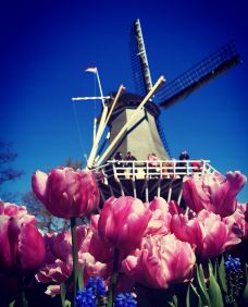 库肯霍夫公园-利瑟-Benben818