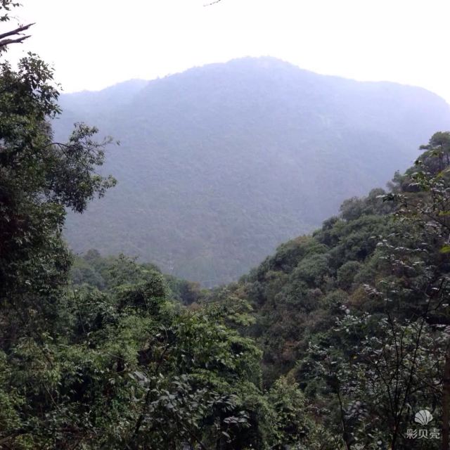 첸다오후 삼림산소방(천도호 삼림양파)