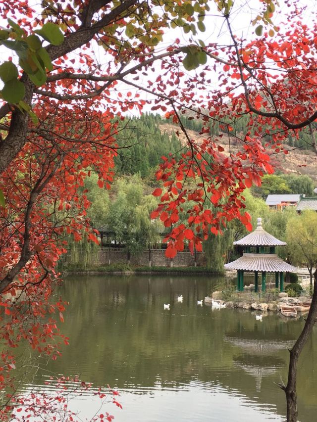 홍엽곡