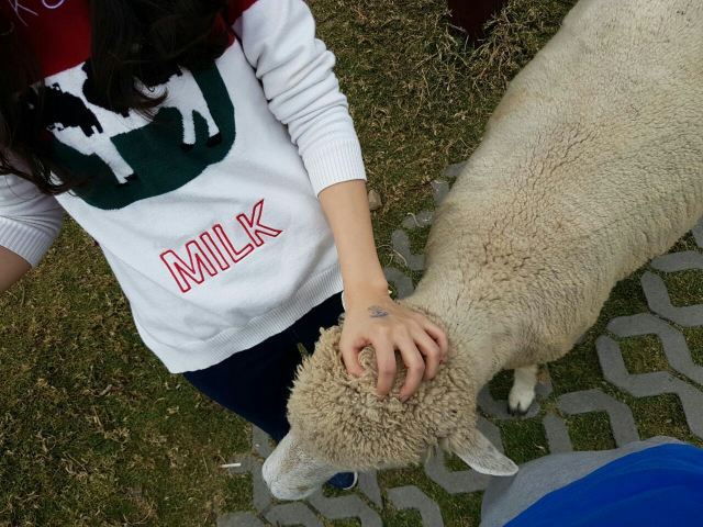 칭칭초원