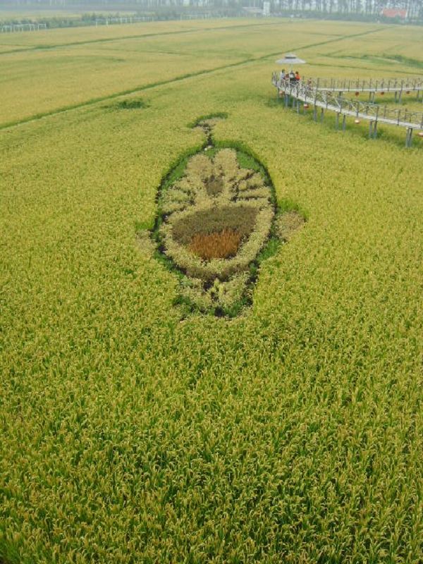 稻夢空間