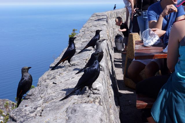 Table Mountain