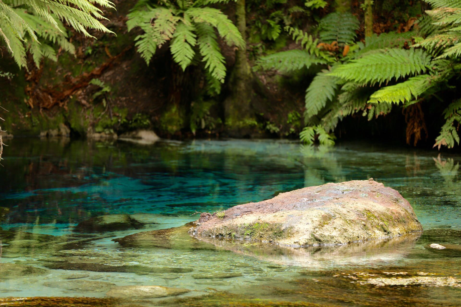 印象新西兰-北岛蓝泉
