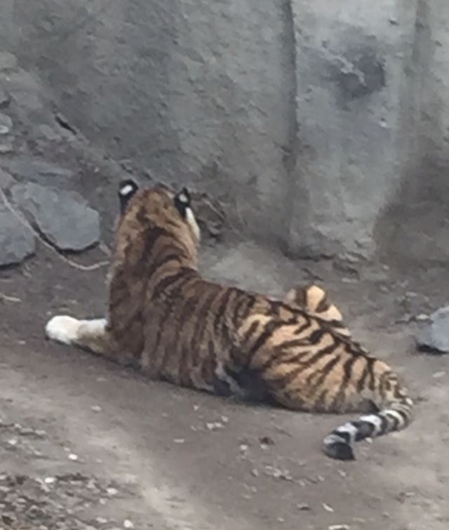 Beijing Zoo