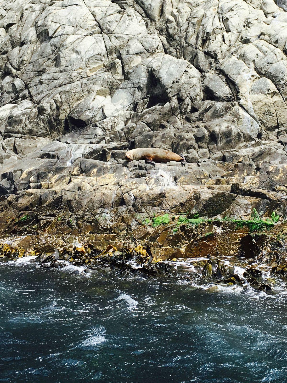 「Tasmania家族蜜月」出海 只為毛茸茸的海豹 和讓人想生吃的海帶