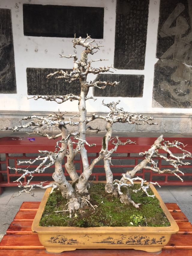 황허러우(황학루)