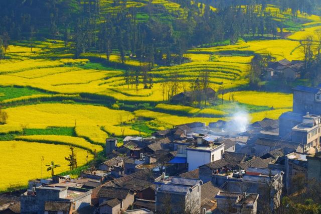 Luoping Canola Flower Ocean