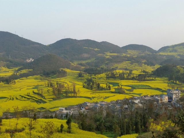 Luoping Canola Flower Ocean