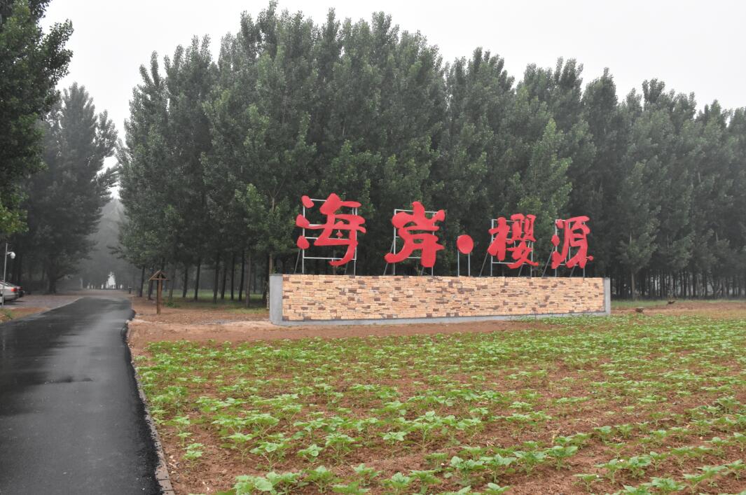 海岸樱源