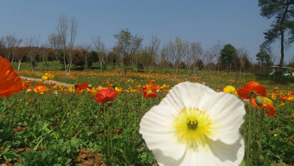 小白花