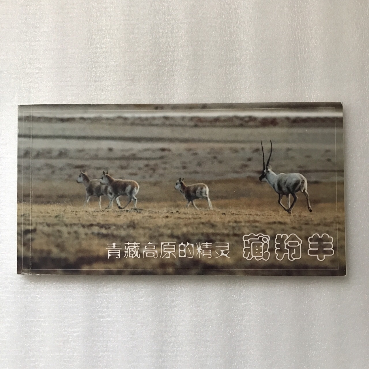 青藏高原的精灵 藏羚羊 明信片
