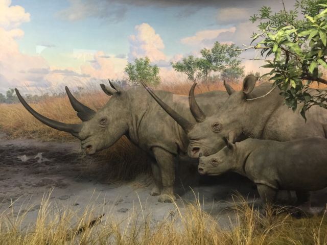 American Museum of Natural History