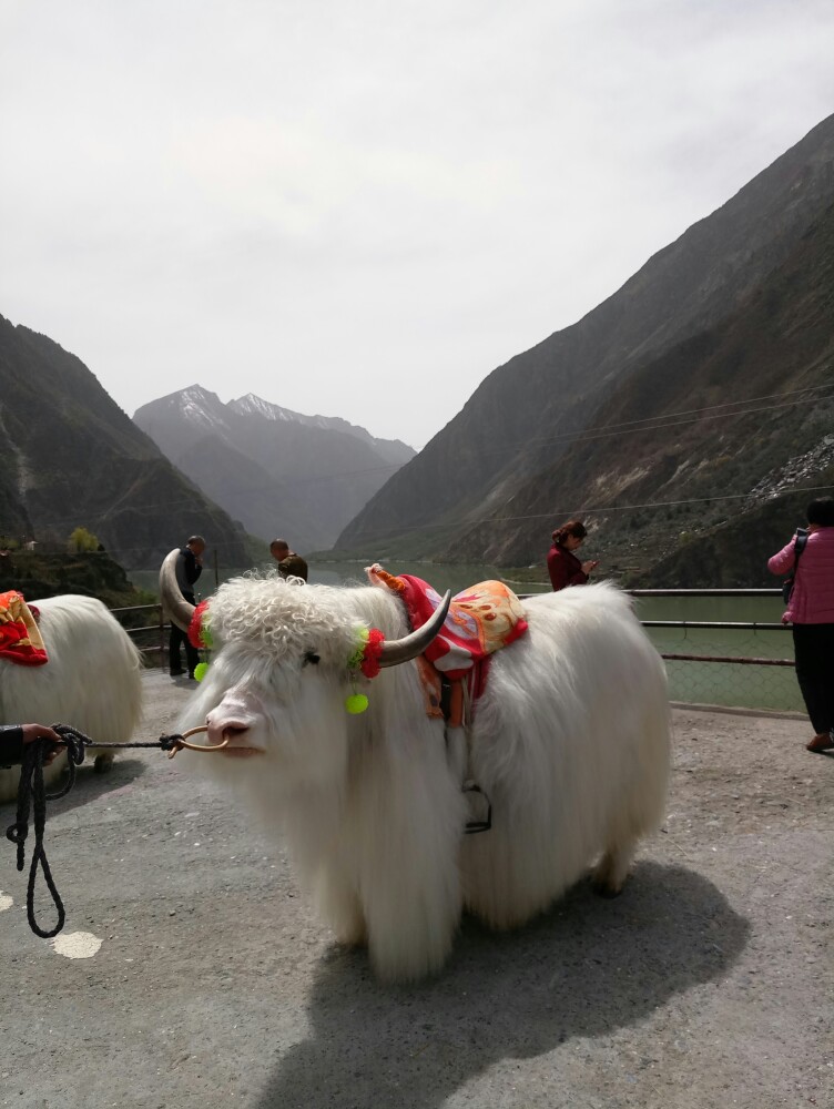 藏区白牦牛