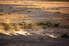 安波塞利国家公园-Amboseli-是条胳膊