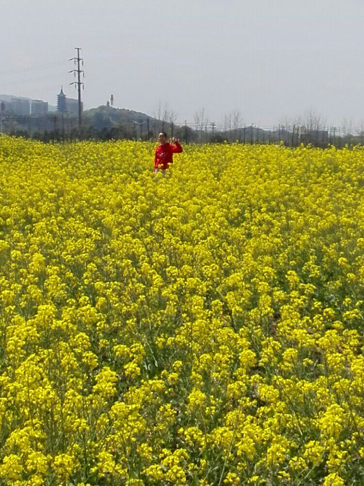 湘湖的油菜花