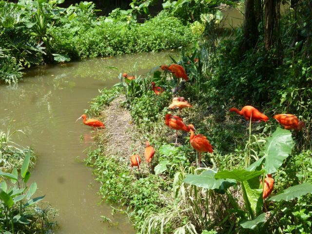 Chimelong Bird Park