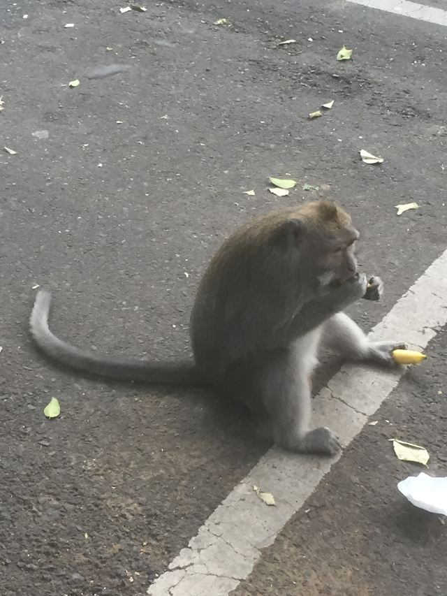 몽키 포레스트