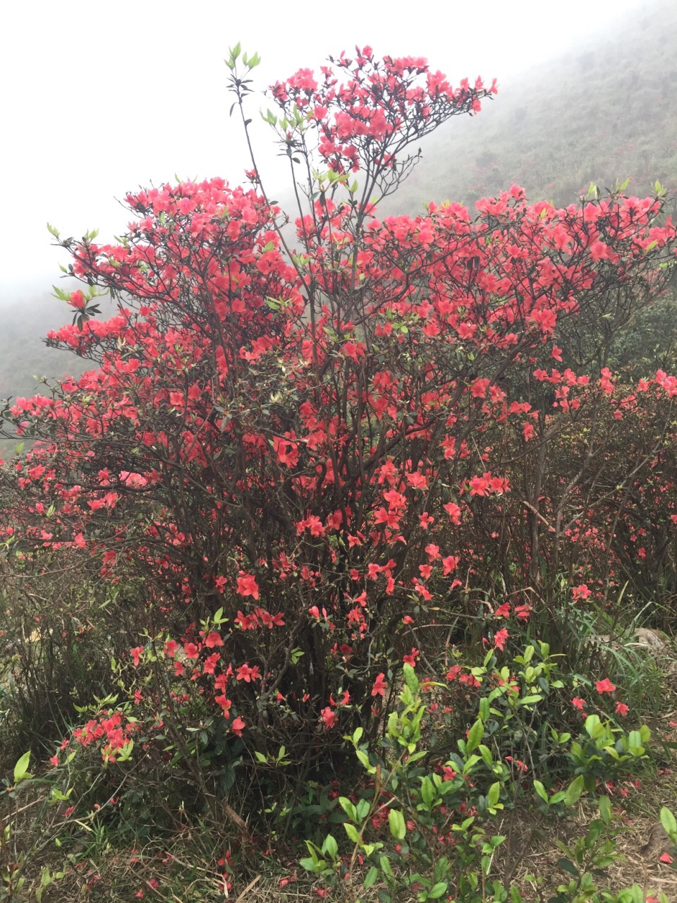 云浮天露山，杜鹃花盛放