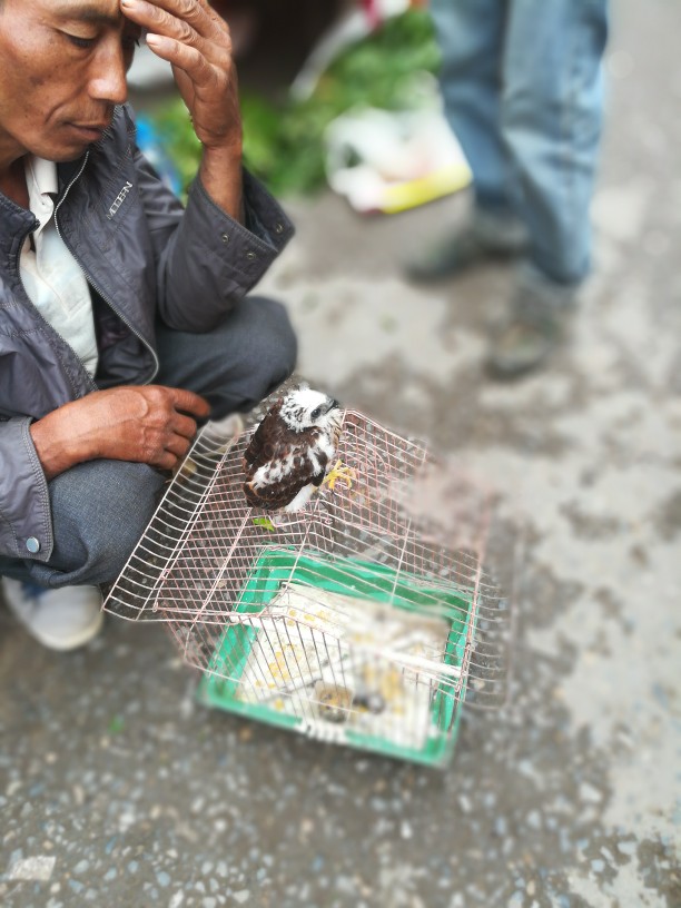 竟然在墨江集市看到卖老鹰啊！