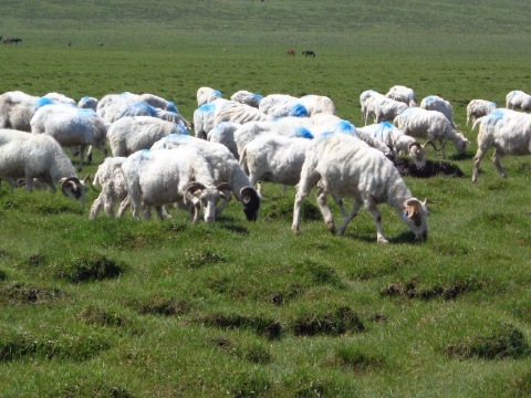 循化羊肉王(清真)
