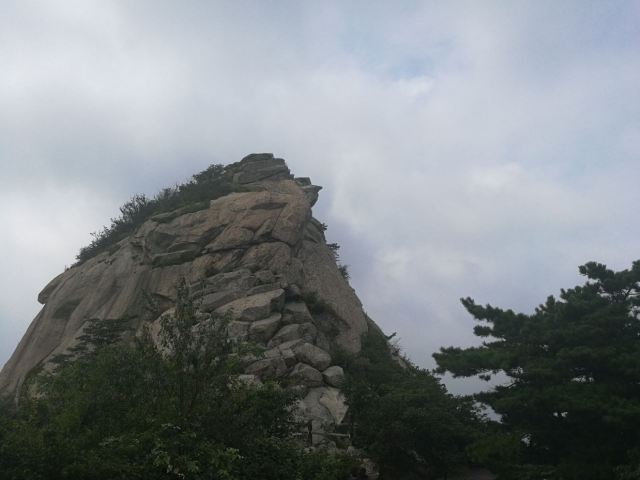 수탉 산