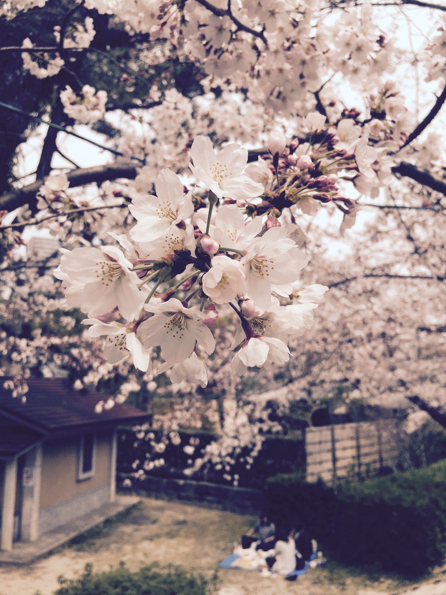 樱季节赏花记之🌸冈崎🌸